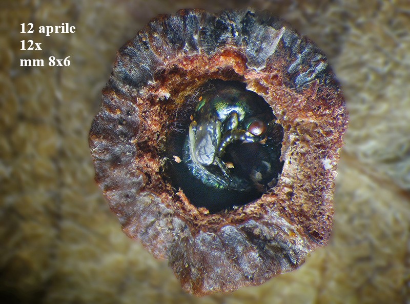 Neuroterus q. b. con parassitoide